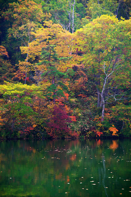 志賀高原　丸池の紅葉_a0263109_85765.jpg