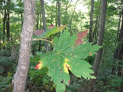 c0173813_8424734.jpg