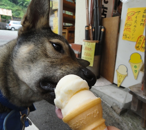 遼とわらびの四国旅行☆その２　ＩＮ　高知_b0207320_1404318.jpg