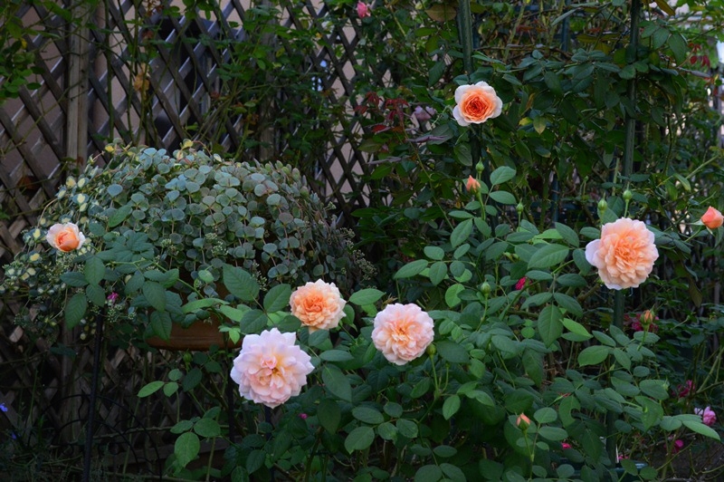 d0096422_1319431.jpg