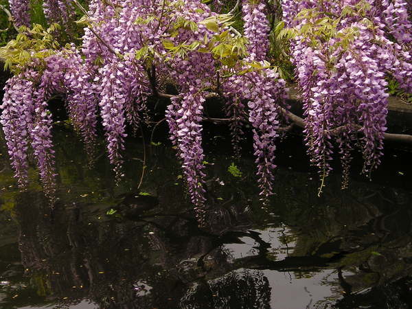 藤の花…その弐_f0302331_22252225.jpg