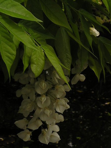 藤の花…その参_f0302331_22252330.jpg