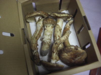 松茸をいただきました_a0123133_2152096.jpg
