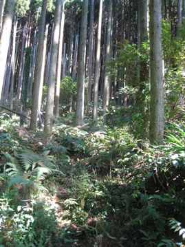 c0077338_6551780.jpg