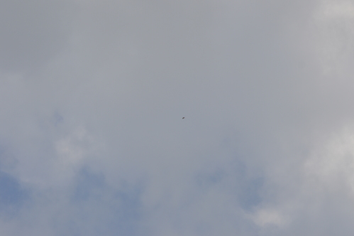 アサギマダラ他　知多半島の秋の蝶達_d0254540_15502866.jpg
