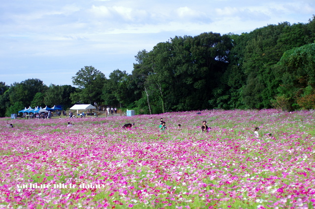 コスモス祭り　in下関_f0194243_22252860.jpg