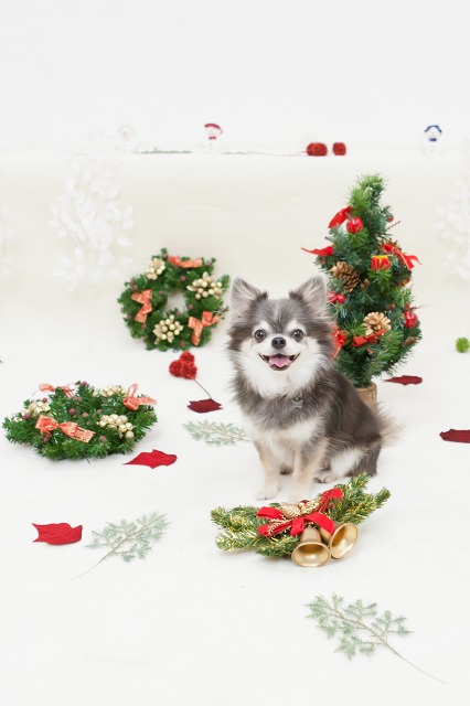 クリスマス愛犬撮影会 13 ペット撮影カメラマンの犬写真 フリーペーパー 犬の写真集 クリスマス愛犬撮影会 13 ペット撮影カメラマンの犬写真 フリーペーパー 犬の写真集