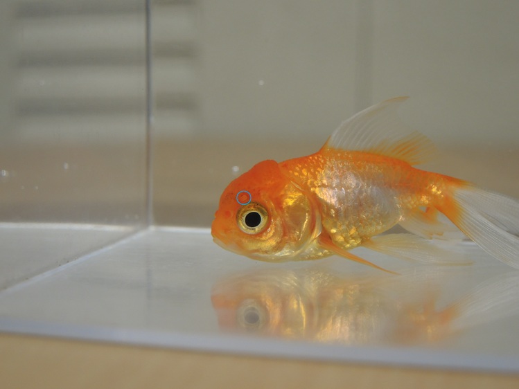 オランダ獅子頭の育成 2号 穴あき病 鑑賞魚のブログ お魚まにあ 終了 オランダ獅子頭の育成 2号 穴あき病 鑑賞魚のブログ お魚まにあ 終了