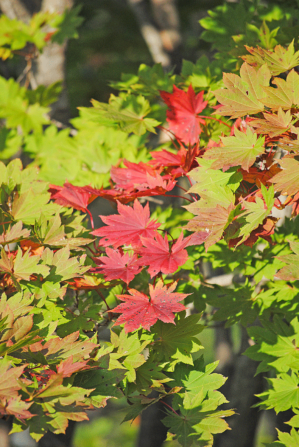 a0001354_22585473.gif