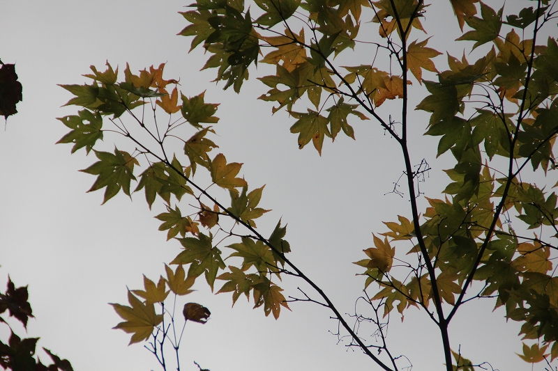 10月13日　大沼　森林公園へ_b0250154_6564193.jpg