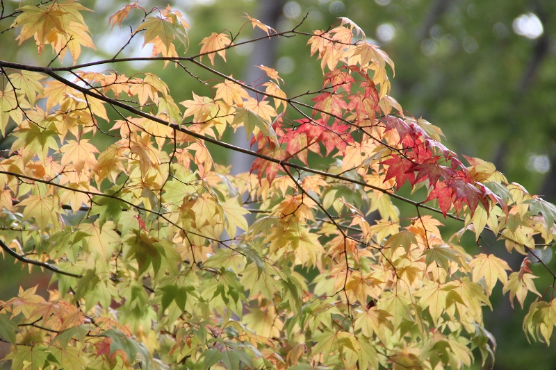 10月13日　大沼　森林公園へ_b0250154_6571217.jpg