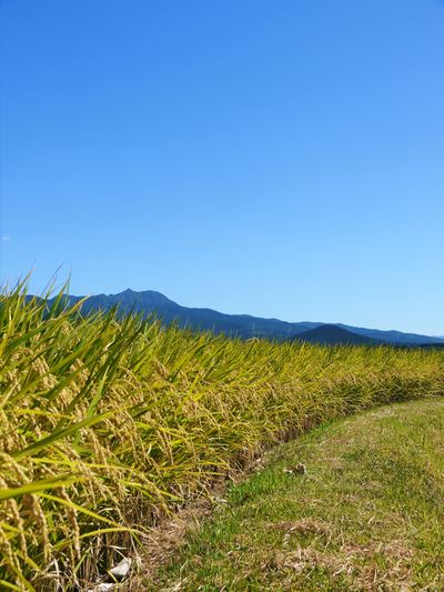 菊池水源棚田米 稲刈り その2_a0254656_16224711.jpg