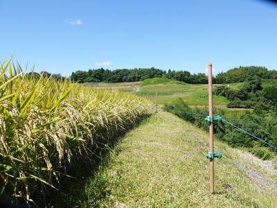 菊池水源棚田米 稲刈り その2_a0254656_1745796.jpg