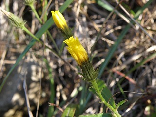 花牟礼山・由布岳_b0061863_2215477.jpg