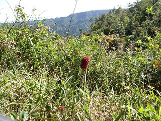 花牟礼山・由布岳_b0061863_22185996.jpg