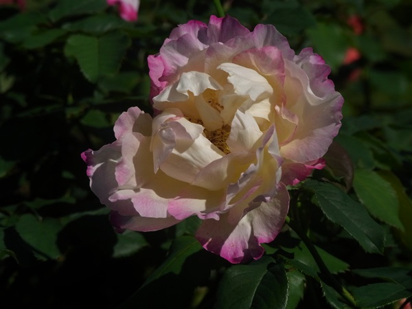 e0153367_1005532.jpg