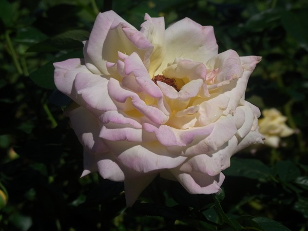 e0153367_1011291.jpg