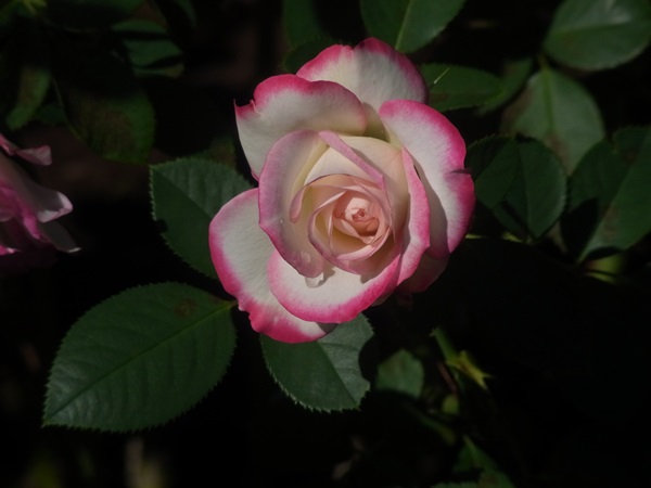 e0153367_10164419.jpg