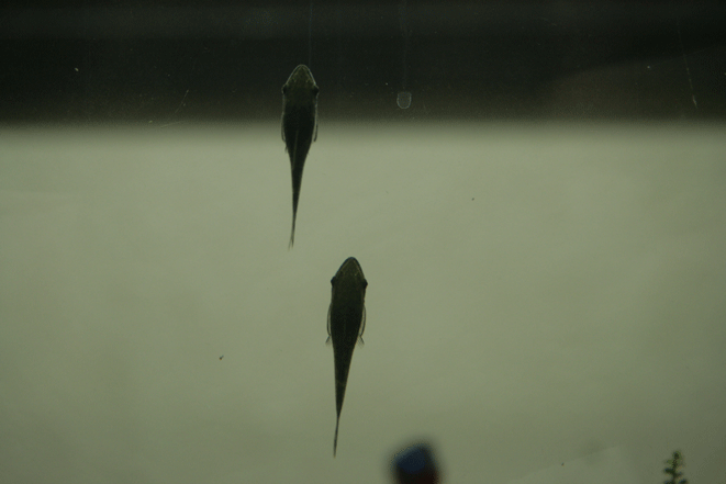 d0109568_17584284.gif