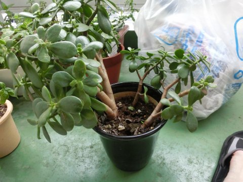 金のなる木 の植え替え 某の雑記帳