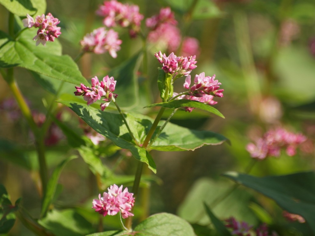 絵画　赤蕎麦の花 絵画 赤蕎麦の花
