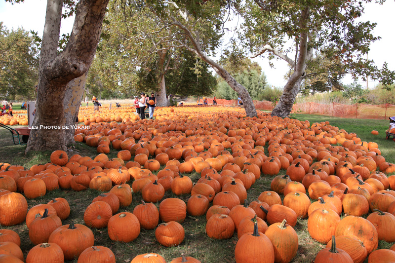 Pumpkin Patch 2013_d0123276_12121794.jpg