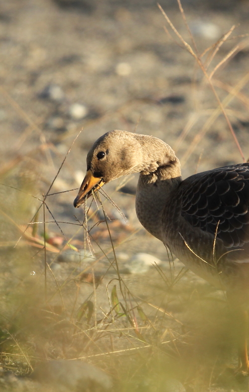 マガンの食事_d0262476_66244.jpg