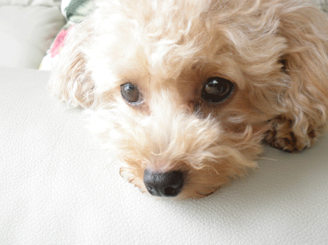 b0098881_18555082.gif