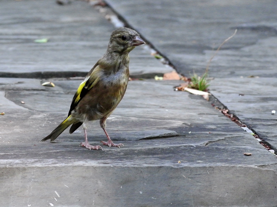 「アキニレ（秋楡）が色づいてきました」　カワラヒワ（河原鶸）/Oriental Greenfinch_a0223993_017490.jpg