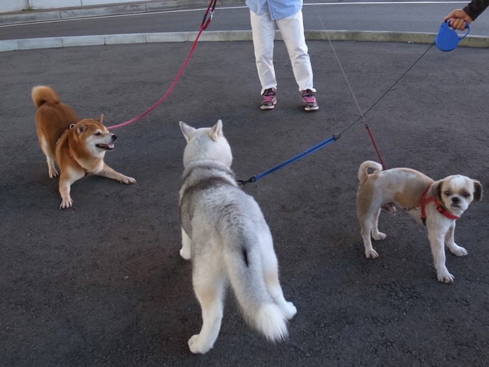 子犬　少しずつお散歩増量中♪_c0049299_1743622.jpg