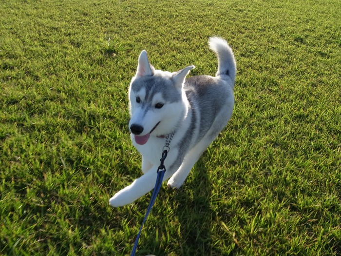 子犬　少しずつお散歩増量中♪_c0049299_1761769.jpg