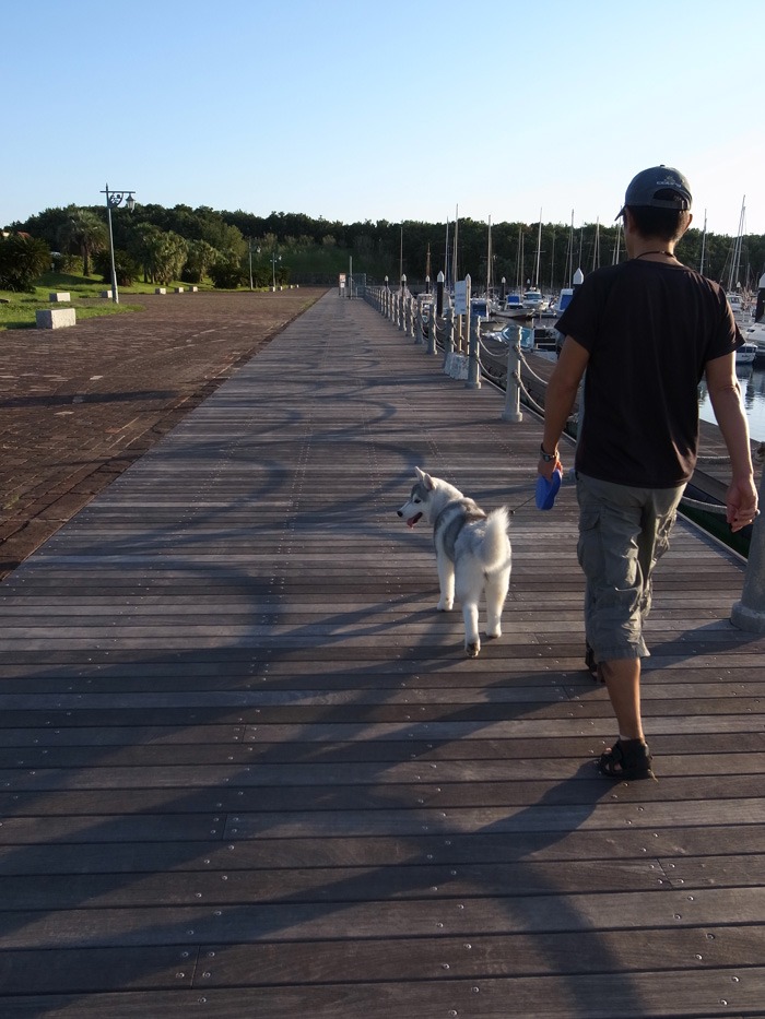 子犬　少しずつお散歩増量中♪_c0049299_1772573.jpg