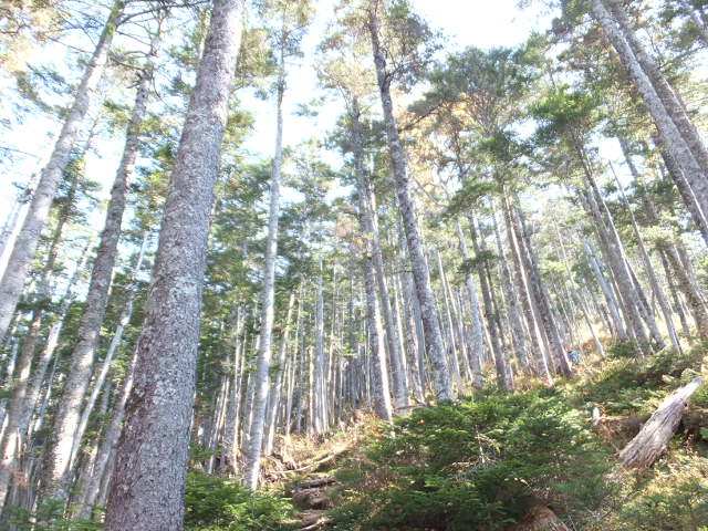 a0271502_12234279.jpg