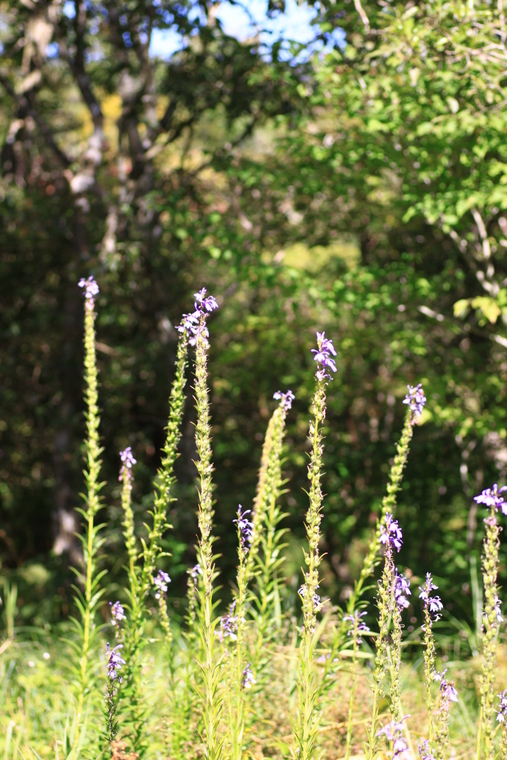 箱根の草花・・・5_d0248502_1146229.jpg