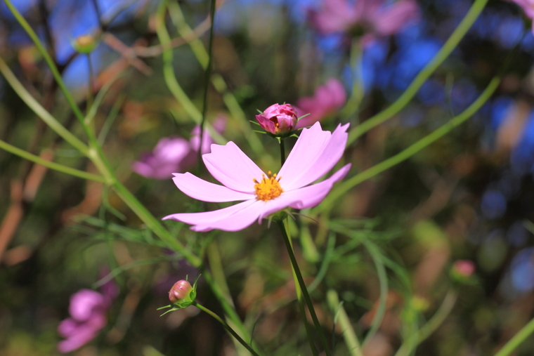 箱根の草花・・・5_d0248502_1159433.jpg