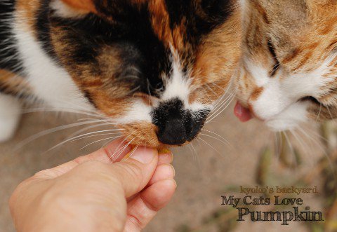 カボチャを好む猫たち_b0253205_15592026.jpg