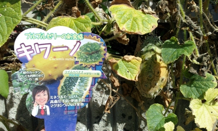 緑のカーテン ~『キワーノ』収穫~_f0163105_16314177.jpg