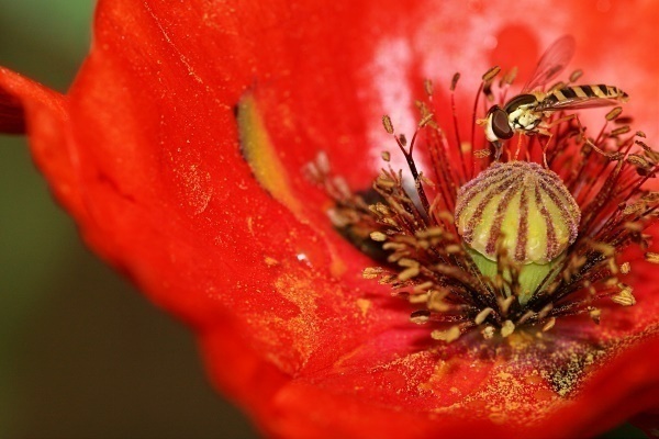 Canon EF180mm F3.5L MACRO USM : ルリビタキの気まぐれPATA＊PATA