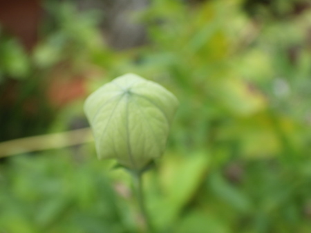 10月15日のあそび　　花を植えた　コリウス_d0053616_14124636.jpg