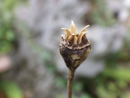 10月15日のあそび　　花を植えた　コリウス_d0053616_14263485.jpg