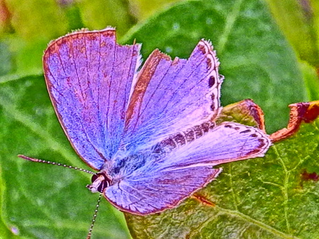 10月15日のあそび　　花を植えた　コリウス_d0053616_14485025.jpg