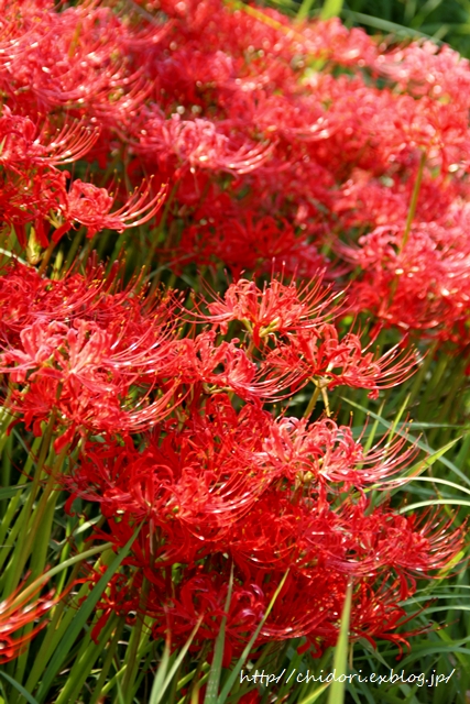 a0170321_22593722.jpg