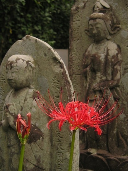 花のお寺　興禅院_f0302628_15262881.jpg