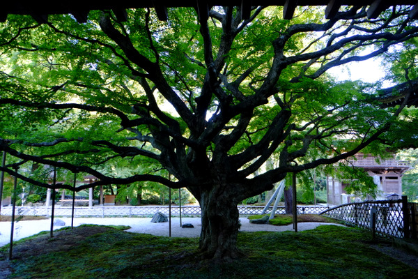 「福岡・糸島再訪 千如寺大悲王院」_a0000029_1613427.jpg