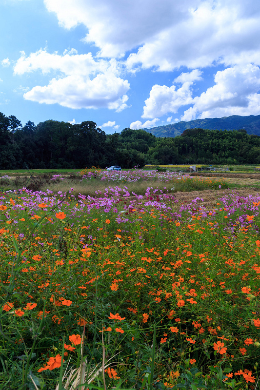 西山の田畑に咲くコスモス_f0155048_2314639.jpg