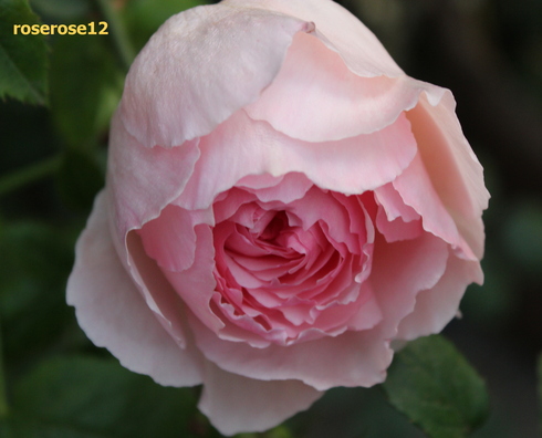 MyRoseGarden150～ERザ・ウエッジウッド・ローズ　ラベルの様なバラが欲しい!!～_a0249051_23421028.jpg