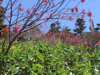 a0044453_1644089.gif