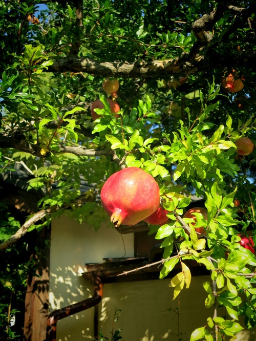 秋の小旅行・松本～小布施 ①お出かけ・蕎麦處 りこぼう_f0236260_1511465.jpg