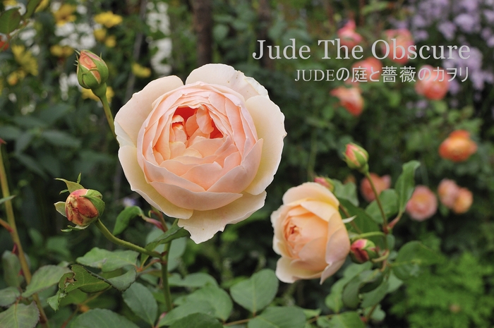 ジュード ジ オブスキュア秋の花 ｊｕｄｅの庭と薔薇のカヲリ
