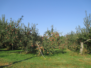 c0165372_12405861.jpg